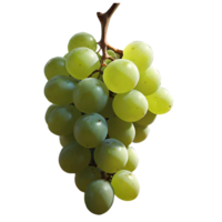 AI generated Sweet grape illustration png