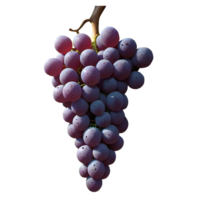 AI generated Sweet grape illustration png