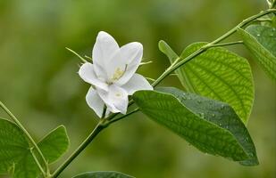 un blanco flor con verde hojas y agua gotas foto