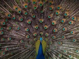 un pavo real con sus plumas abierto y demostración sus plumas foto