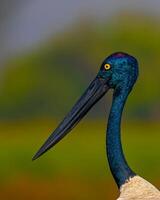 a close up of a bird with a long beak photo