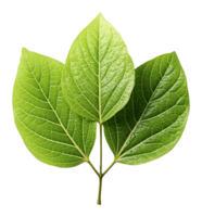AI generated green leaf isolated on transparent background, generative ai png