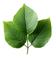 AI generated green leaf isolated on transparent background, generative ai png