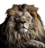 AI generated close up portrait of a relaxed lion, generative ai png