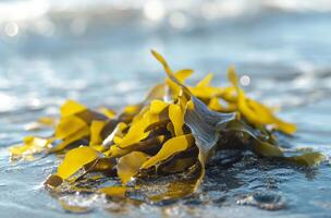 AI generated Sunlit edible seaweed on shore photo