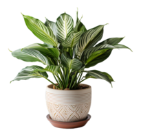 AI generated green foliage ornamental plant on a transparent background, generative ai png