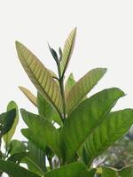 Close up photo of a bright green guava plants in the yard at the side of my house, this plant produces guava fruit that grows thruly in indonesia