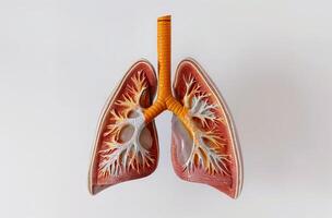 AI generated Human lungs anatomical model photo