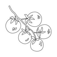Doodle branch of cherry tomatoes. Can be used for menu, packaging, textile, farmer's market. Vector illustration isolated on white background.