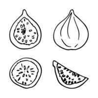 Set of monochrome figs in doodle style. Vector linear isolated elements on a white background.