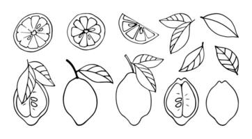 Set of monochrome lemons in doodle style. Vector linear isolated elements on a white background.