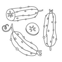 Doodle cucumber set. Can be used for menu, packaging, textile. Vector illustration isolated on white background.