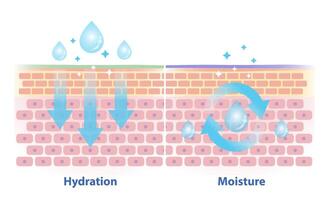 The differences between hydration and moisture vector illustration. Cross section of skin barrier layer hydration, attract, absorb water and moisture, seal on the skin to prevent water loss.