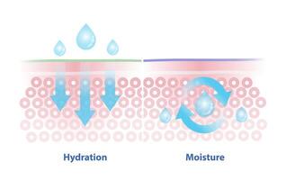 comparación de hidratación y humedad vector ilustración. hidratación, proceso de atrayendo y absorbente agua. humedad, creación de un sello en el piel a evitar humedad desde escapando.