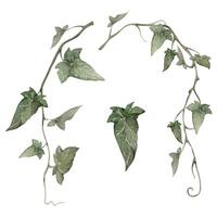 Hand drawn watercolor illustration botanical. Green ivy hanging tendril vine climber liana creeper plant leaves. Single object isolated white background. Design wedding stationery cards, flower shop vector