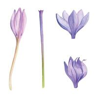 Hand drawn watercolor illustration botanical. Purple crocus naked ladies saffron colchicum flowers stems. Single object isolated on white. Design wedding stationery, cards, scrapbooking, cosmetics vector
