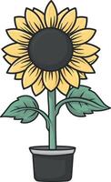 sunflower in a vase without background vector