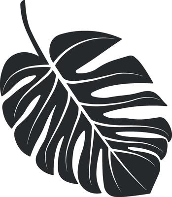 Monstera flower leaf without background