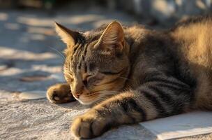 AI generated Sleeping tabby cat photo