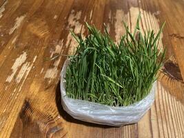 Young grass in a bag for a cat to pluck photo