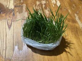 Young grass in a bag for a cat to pluck photo