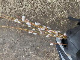 Willow branches bloomed before spring photo