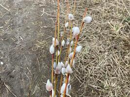 Willow branches bloomed before spring photo