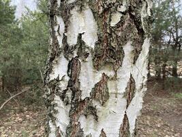 abedul maletero y ladrar en el bosque foto