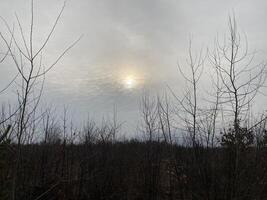 Young forest before the spring photo