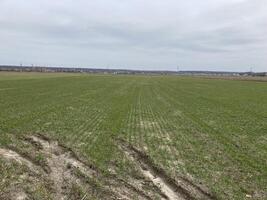 Fields sown with green manure before planting crops photo