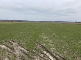 Fields sown with green manure before planting crops photo