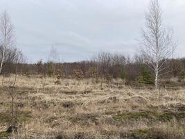 Young forest before the spring photo