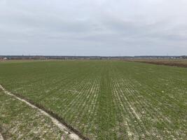 Fields sown with green manure before planting crops photo