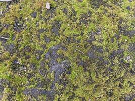 Green moss grew on the ground in the forest photo