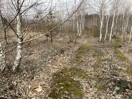 Young forest before the spring photo