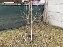 Painting tree trunks with a protective mixture photo