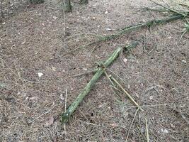 Texture of forest ground cover with dry thorns photo