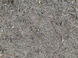 Texture of forest ground cover with dry thorns photo