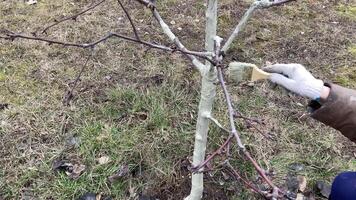 Painting tree trunks with a protective mixture video