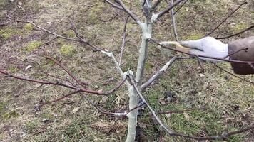 schilderij boom boomstammen met een beschermend mengsel video