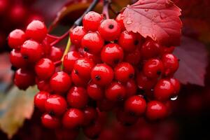 ai generado brillante rojo bayas rama viburnum caer. generar ai foto