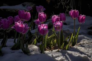 ai generado nieve Dom y púrpura tulipanes brote foto