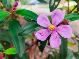 esta es un flor desde un árbol melastoma malabathricum. melastoma familia melastomataceae científico nombre melastoma malabathricum yo foto