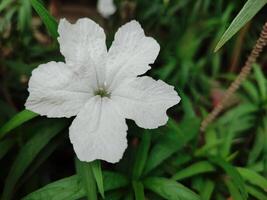 Close up white flowers of Waterkanon, Watrakanu, Minnieroot, Iron root, Feverroot, Popping pod on blur background. Scientific name Ruellia tuberosa photo