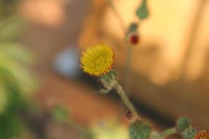 Pulicaria vulgaris, Small Fleabane, Compositae. Wild plant shot in summer photo