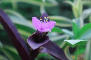 ornamental plant with purple leaves and flowers named Tradescantia Pallida in a tire pot photo