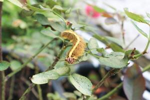 Yellow furry caterpillar on the rose leaf. photo