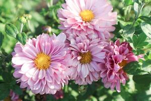 Close up view of pink painted daisy flowers, Leucanthemum, Tanacetum coccineum, blossoms, chrysanthemum photo