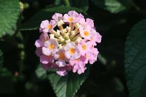 Lantara camara flower blooming in the garden photo