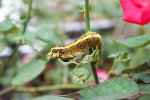 amarillo peludo oruga en el Rosa hoja. foto